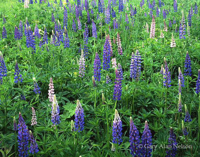 A patch of various colored lupines along the north shore of Lake Superior, Minnesota